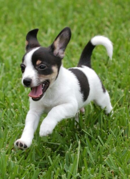 Pet photography Dallas Ft Worth by Blake Photography